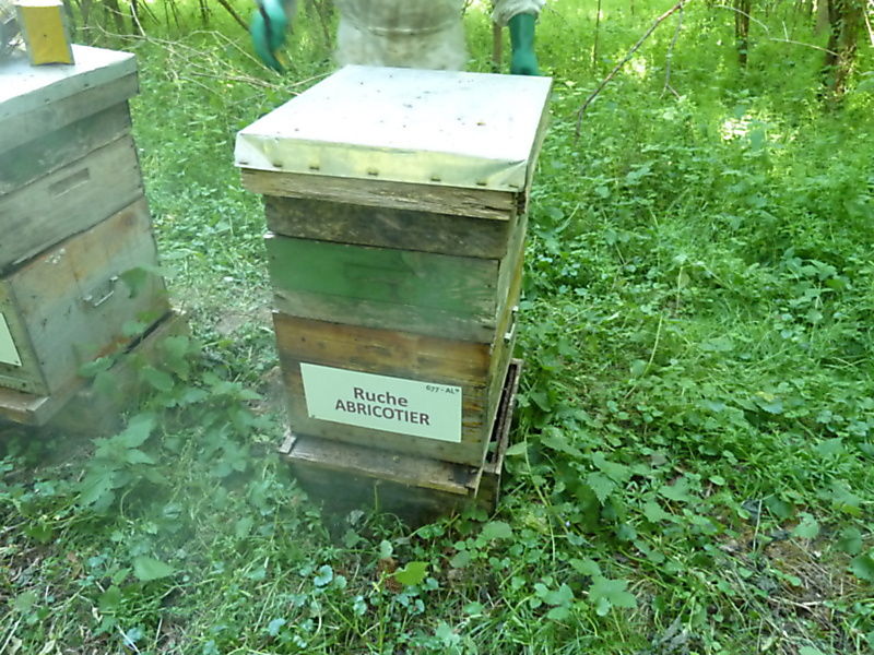 La ruche Abricotier