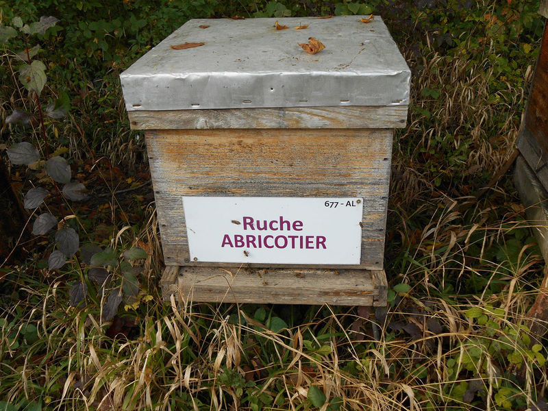 La ruche Abricotier