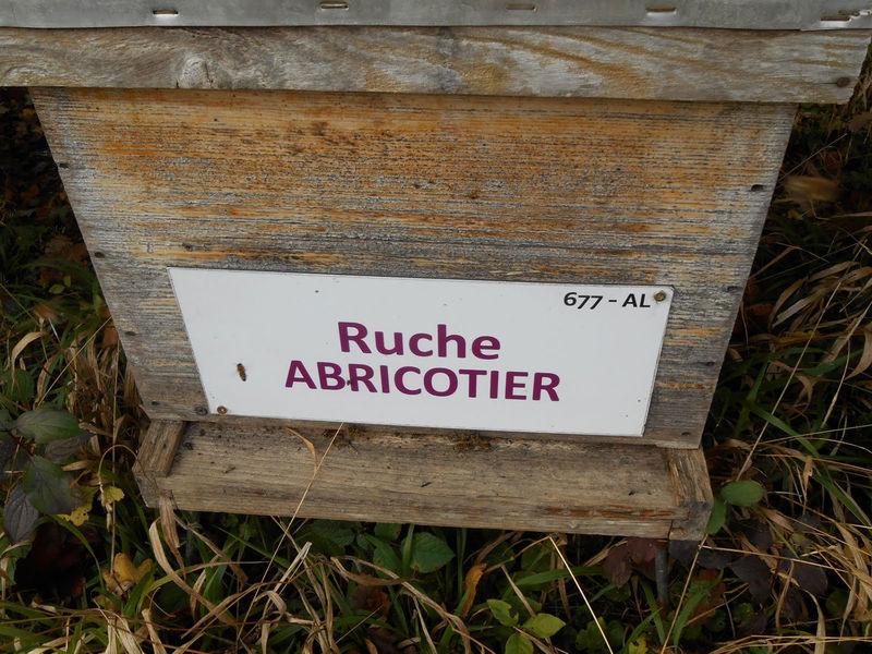 La ruche Abricotier