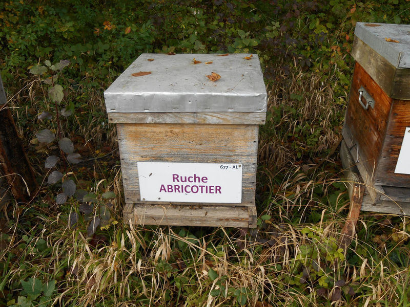 La ruche Abricotier