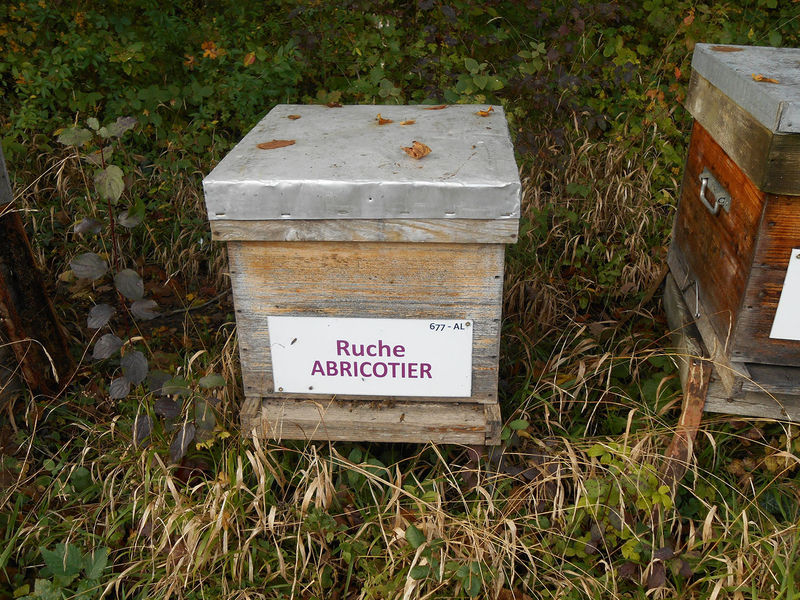 La ruche Abricotier