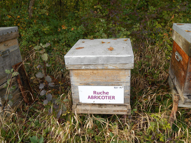 La ruche Abricotier