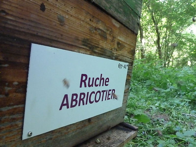 La ruche Abricotier