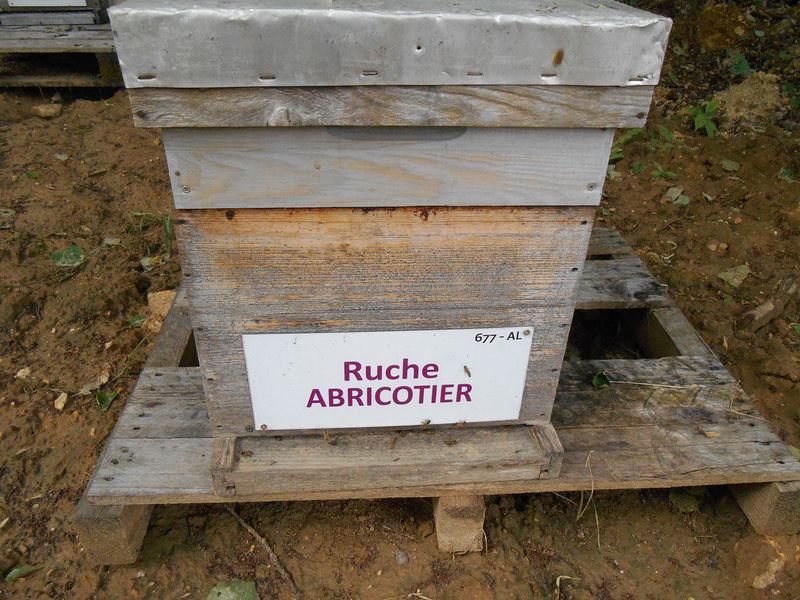 La ruche Abricotier