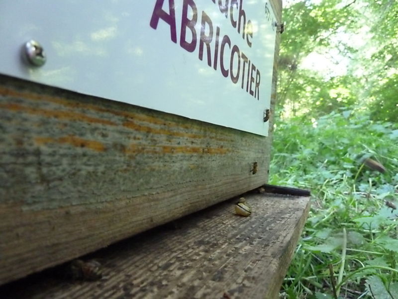 La ruche Abricotier