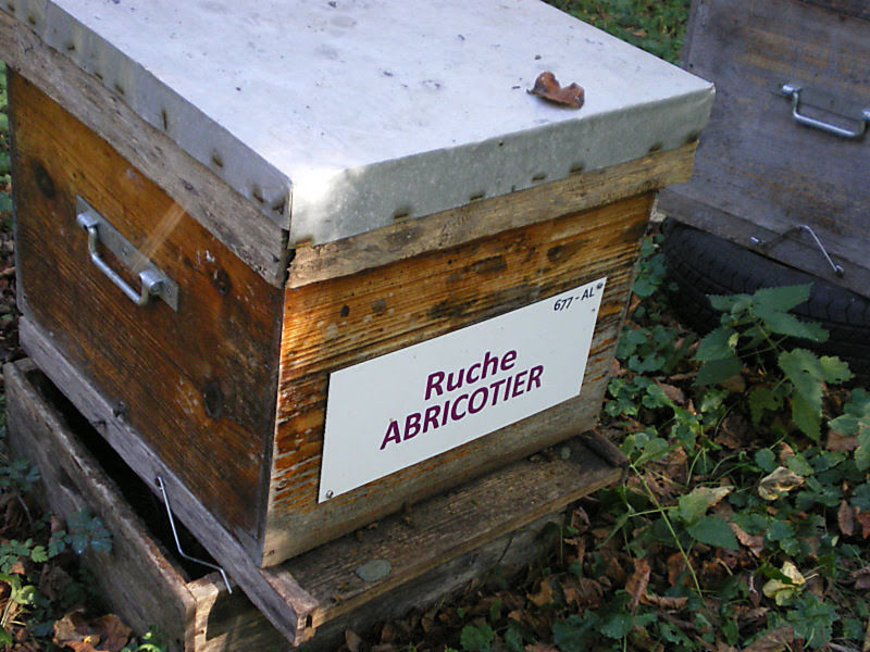 La ruche Abricotier