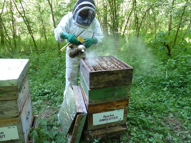 La ruche Abricotier