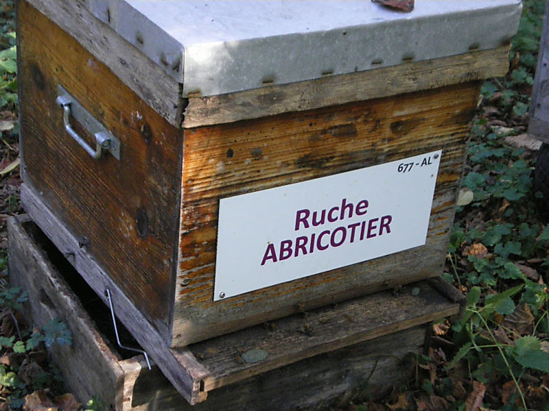 La ruche Abricotier