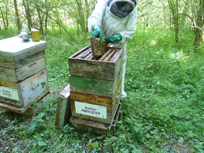 La ruche Abricotier