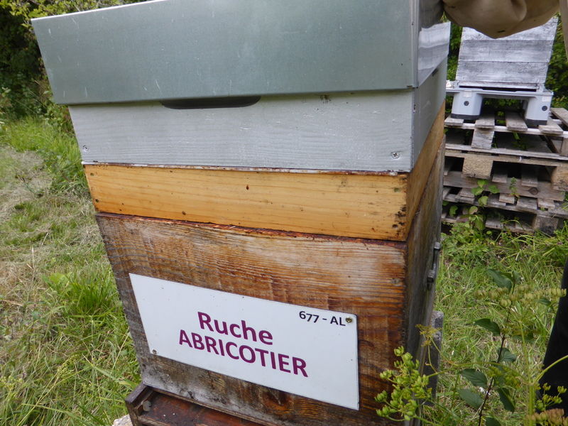 La ruche Abricotier