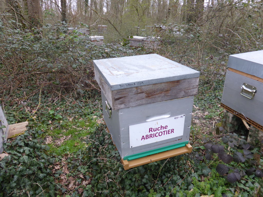 La ruche Abricotier