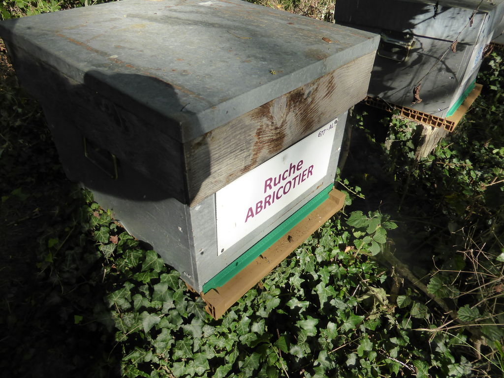 La ruche Abricotier