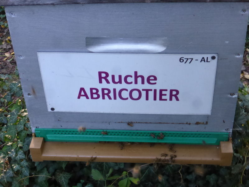 La ruche Abricotier