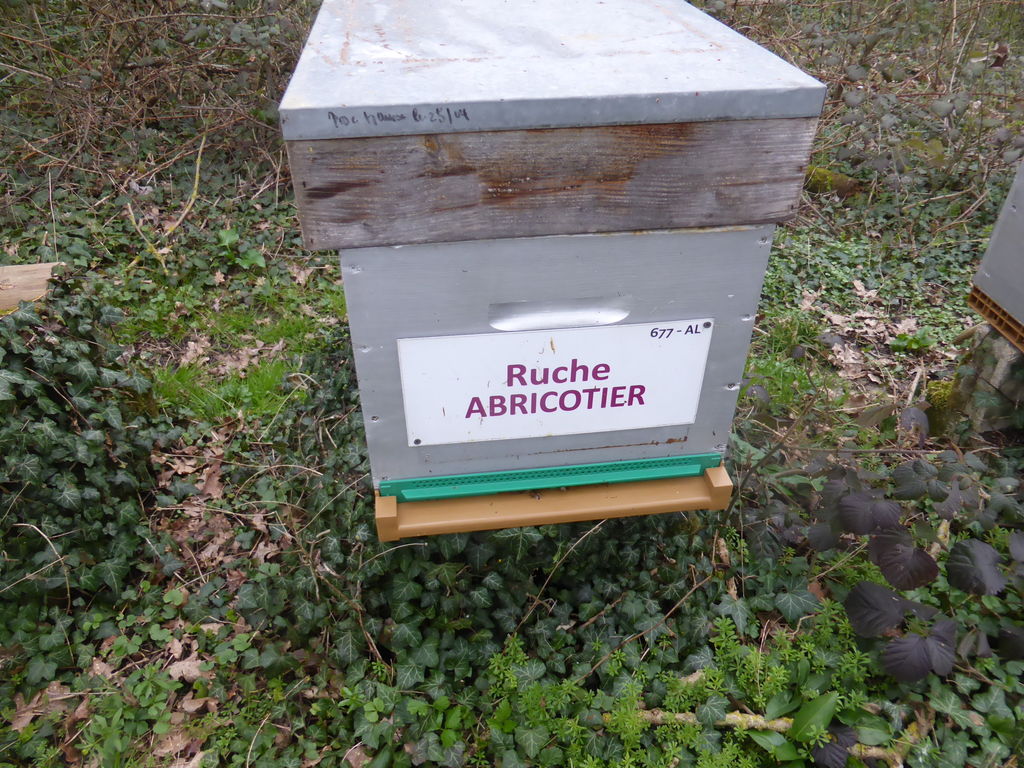 La ruche Abricotier