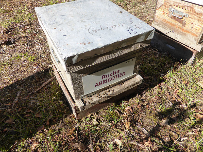 La ruche Abricotier