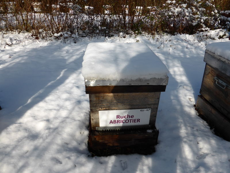 La ruche Abricotier