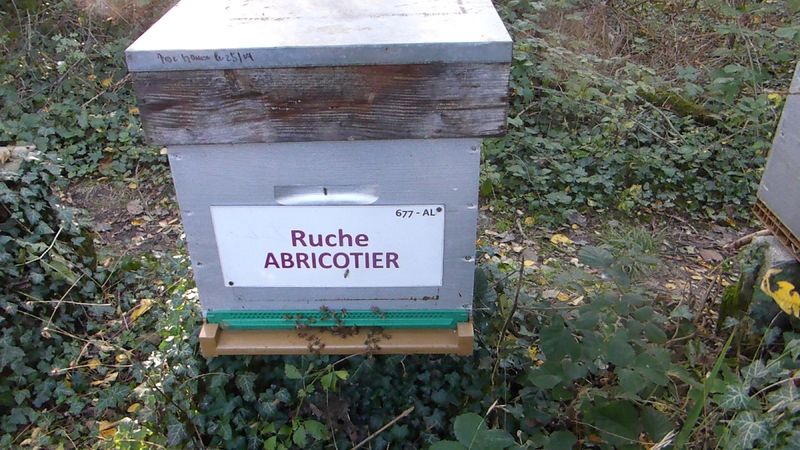 La ruche Abricotier