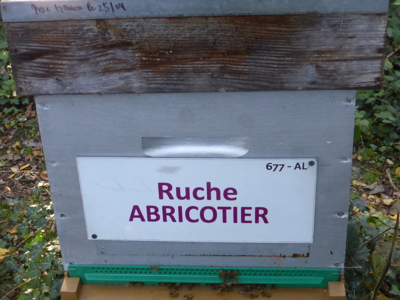La ruche Abricotier