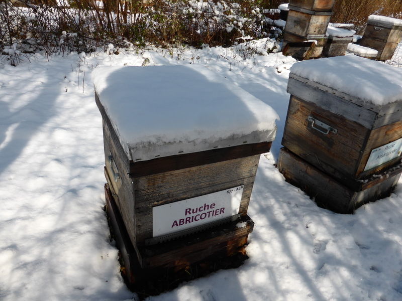 La ruche Abricotier