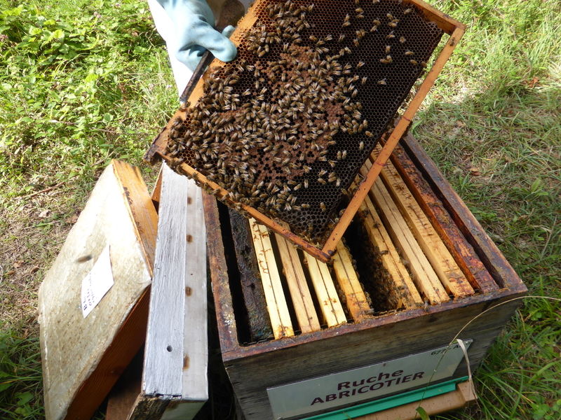 La ruche Abricotier