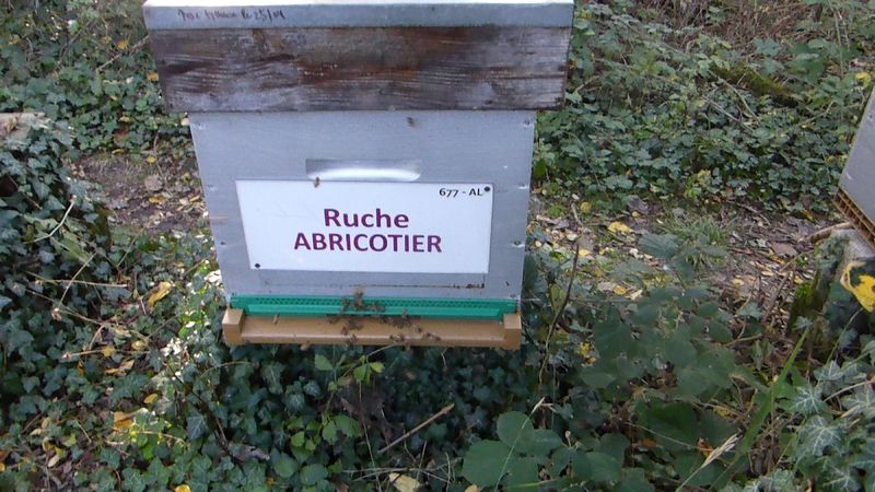 La ruche Abricotier