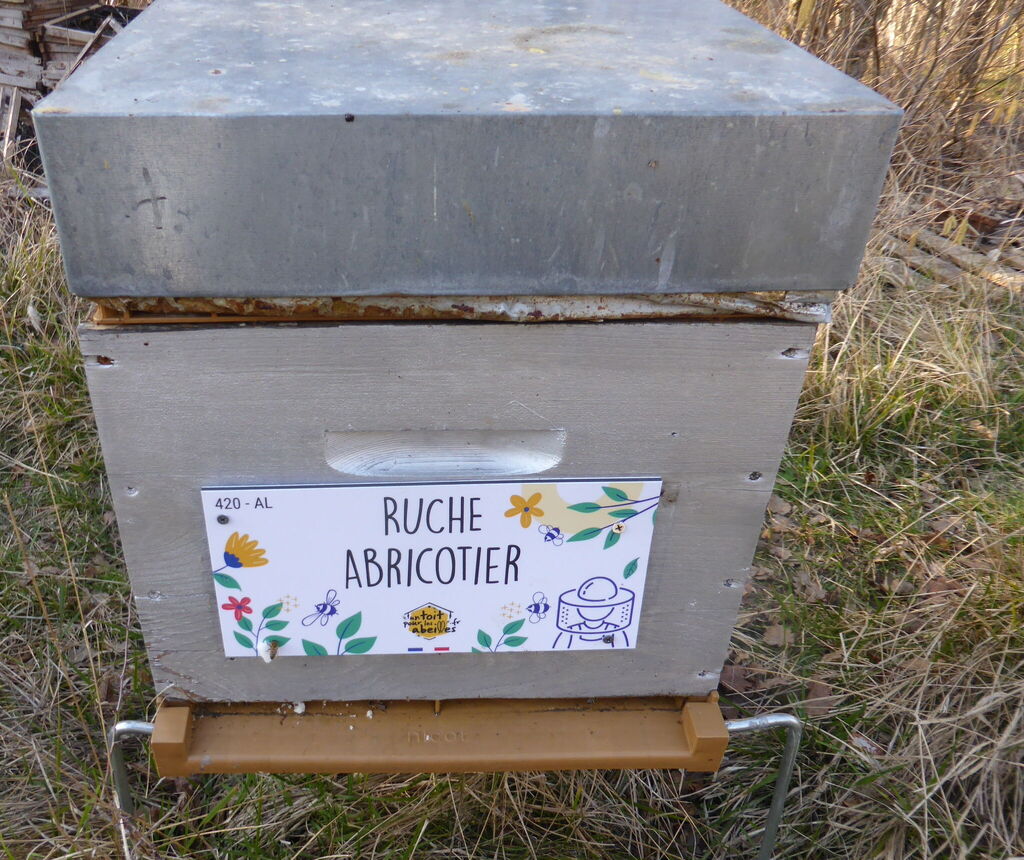 La ruche Abricotier