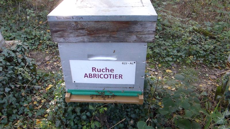 La ruche Abricotier