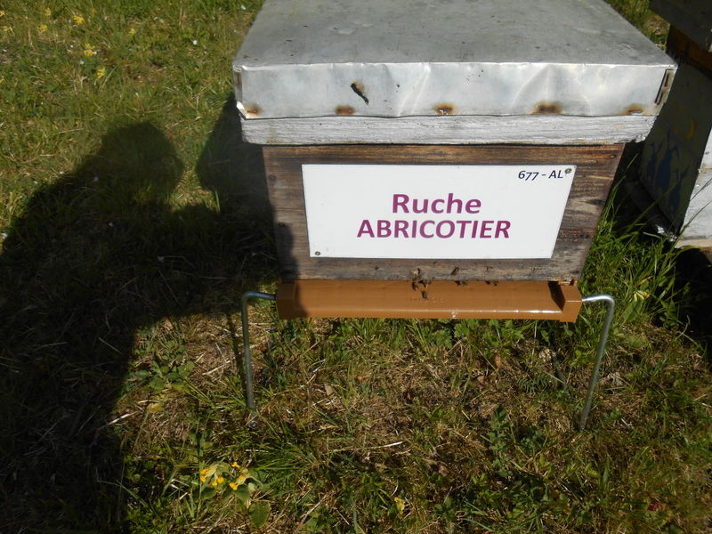 La ruche Abricotier