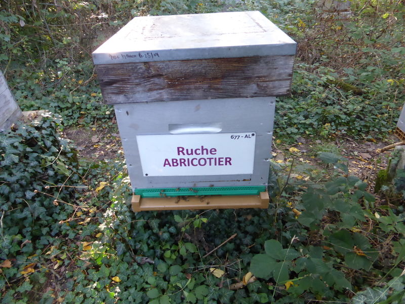 La ruche Abricotier