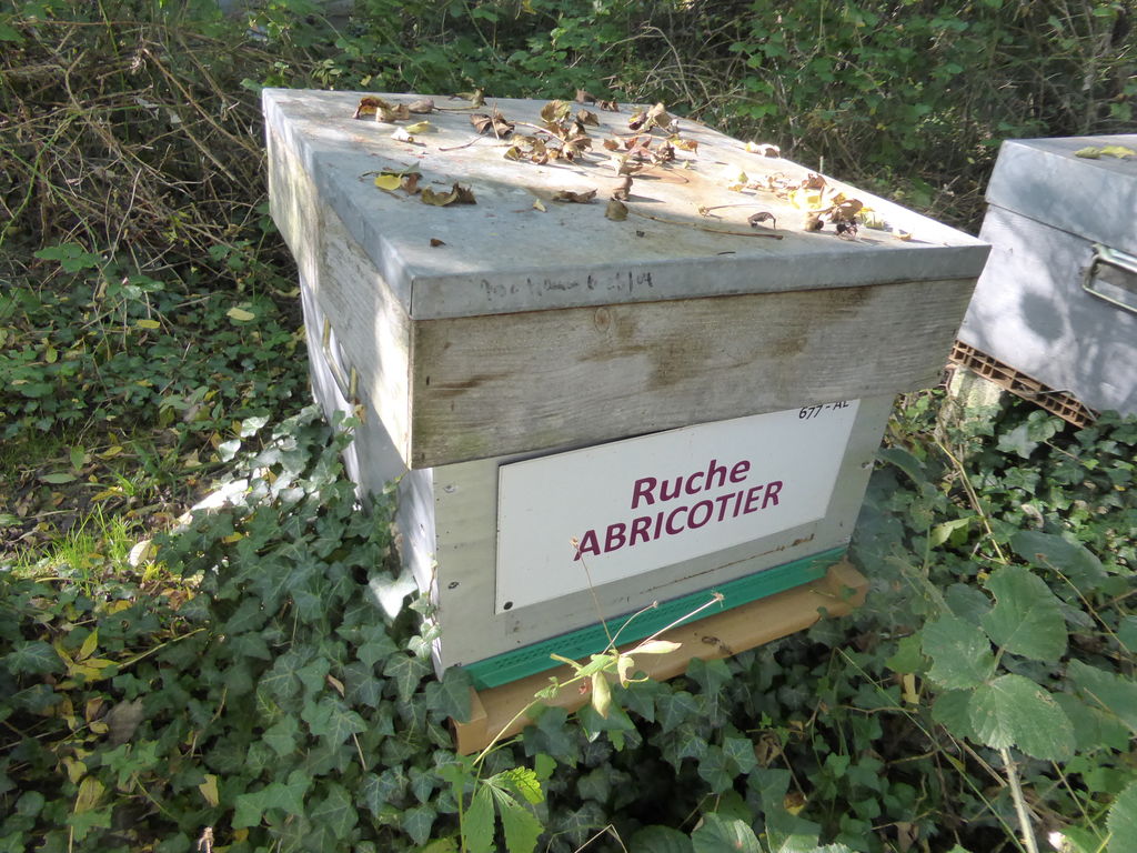 La ruche Abricotier