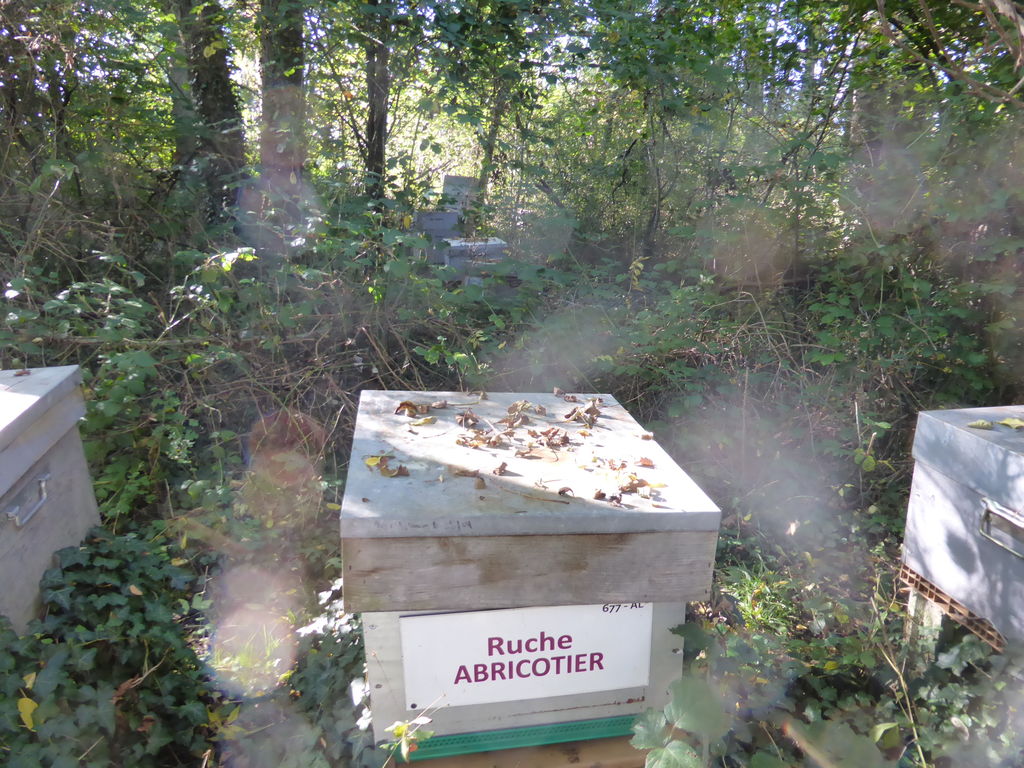 La ruche Abricotier