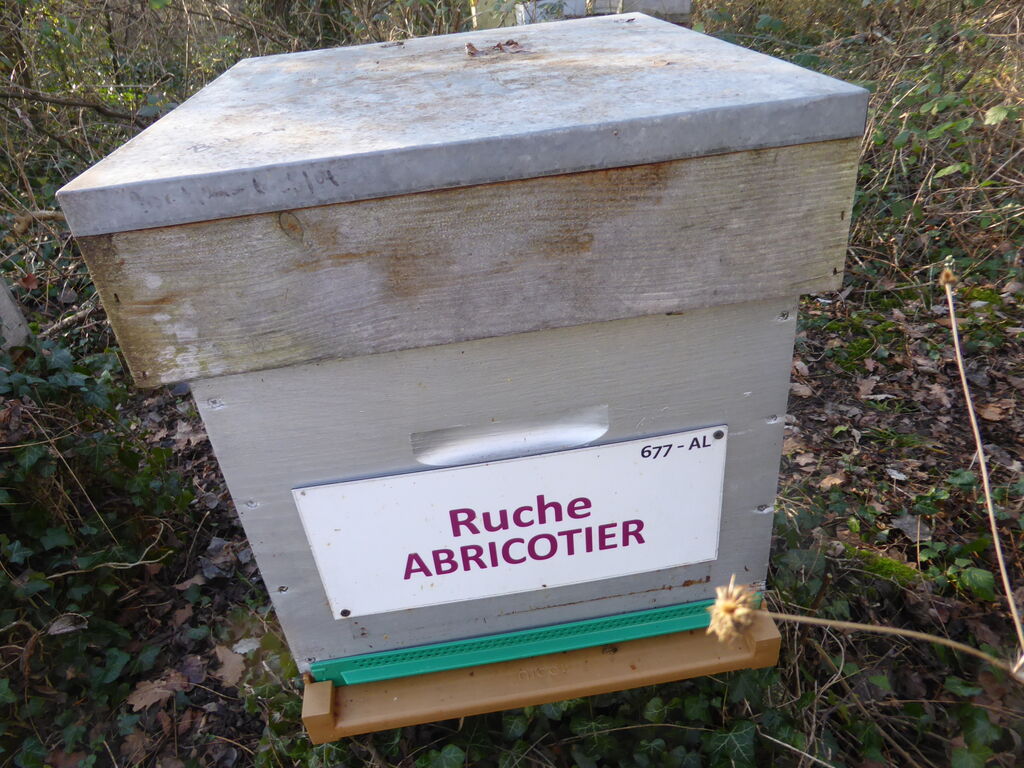 La ruche Abricotier