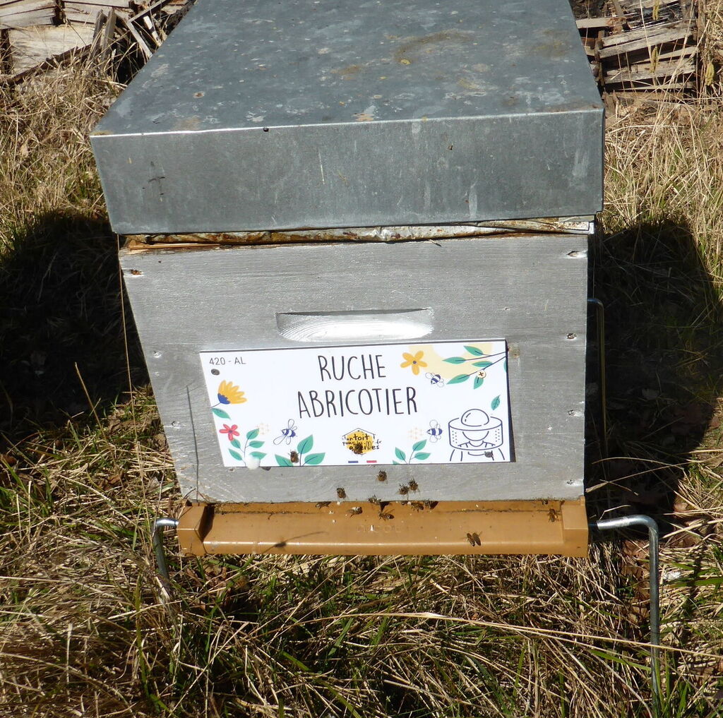 La ruche Abricotier