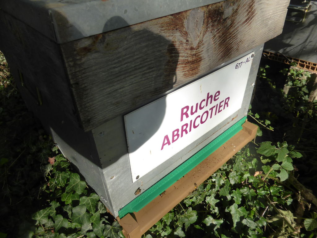 La ruche Abricotier