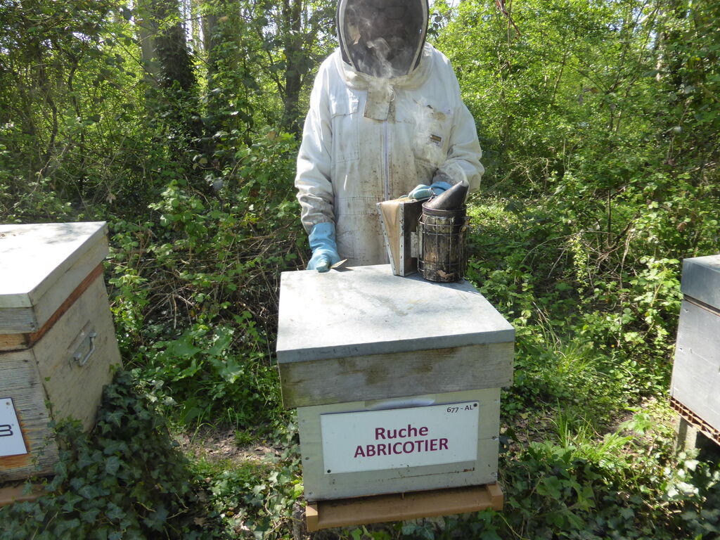 La ruche Abricotier