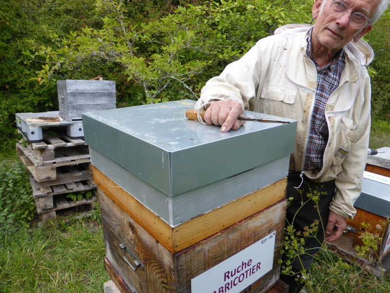 La ruche Abricotier