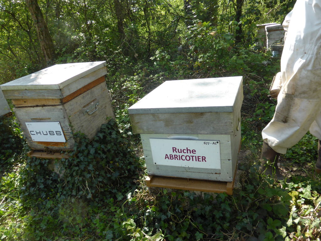 La ruche Abricotier