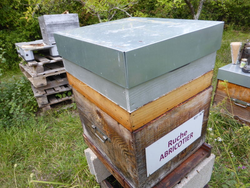 La ruche Abricotier