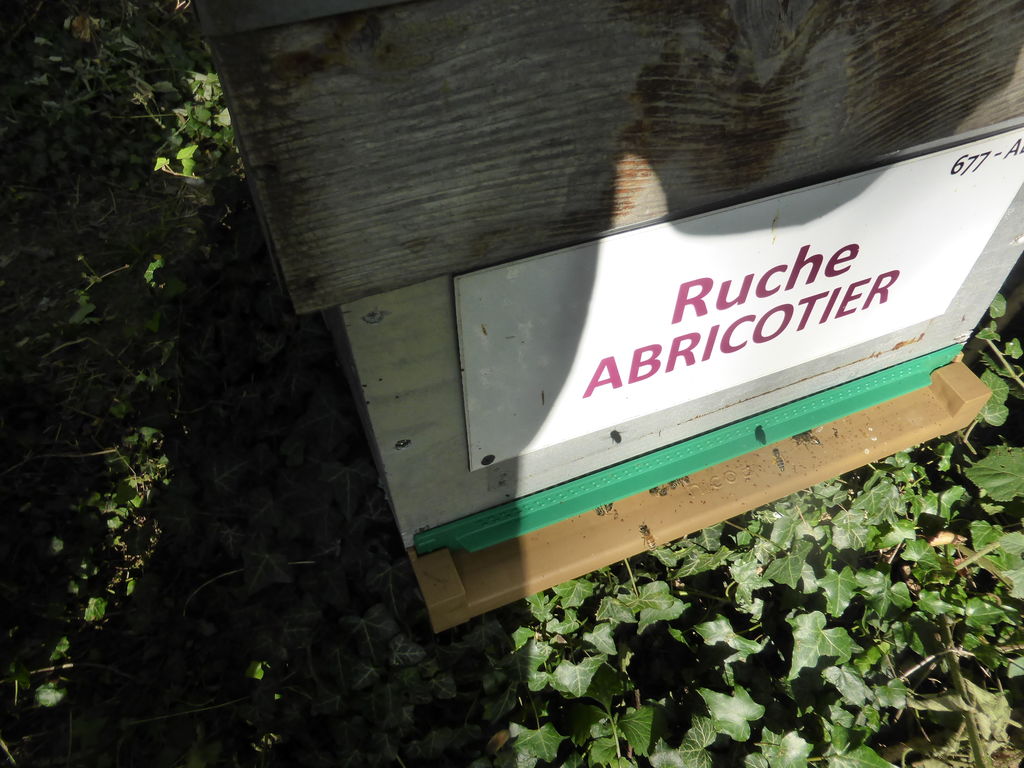 La ruche Abricotier