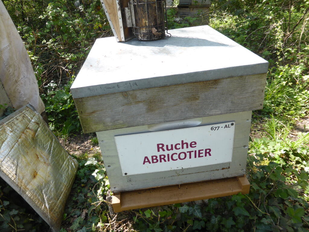 La ruche Abricotier