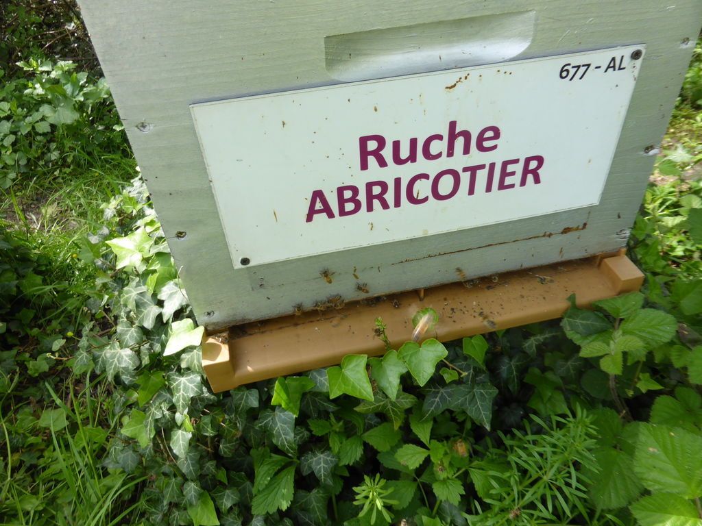 La ruche Abricotier