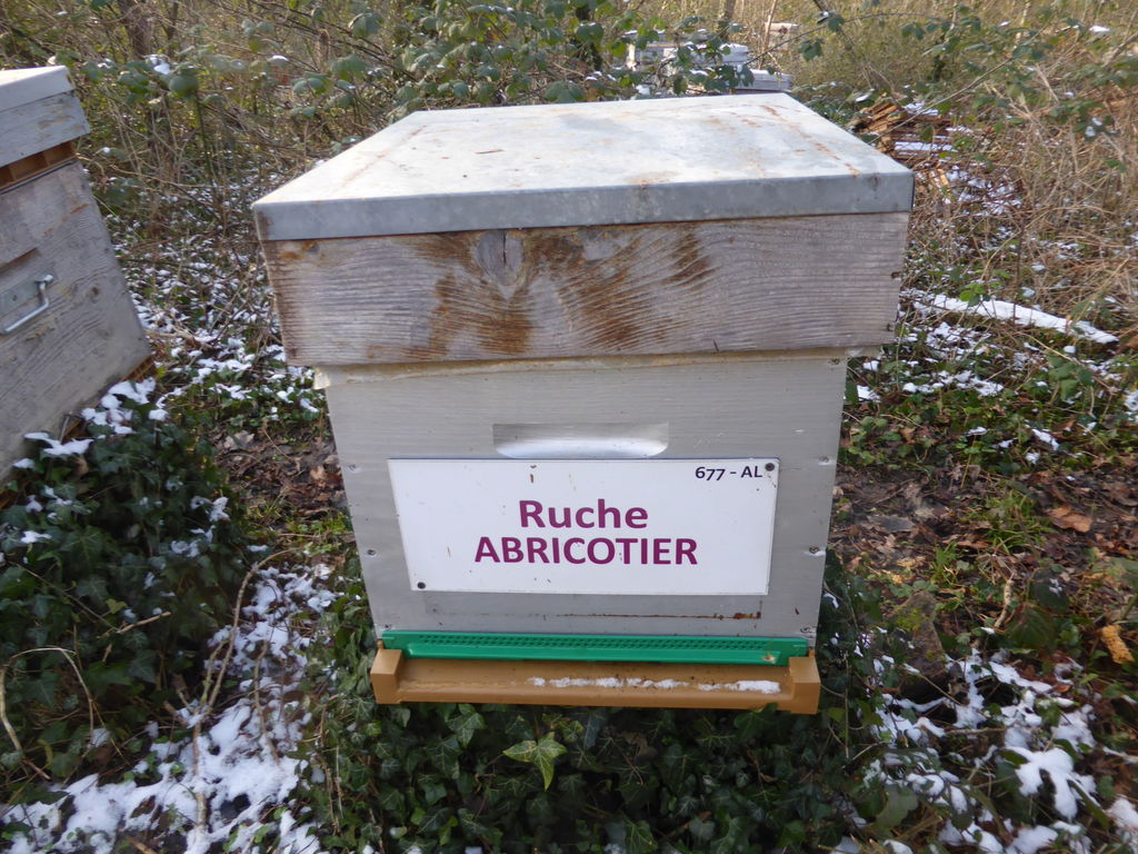La ruche Abricotier