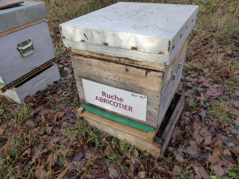 La ruche Abricotier