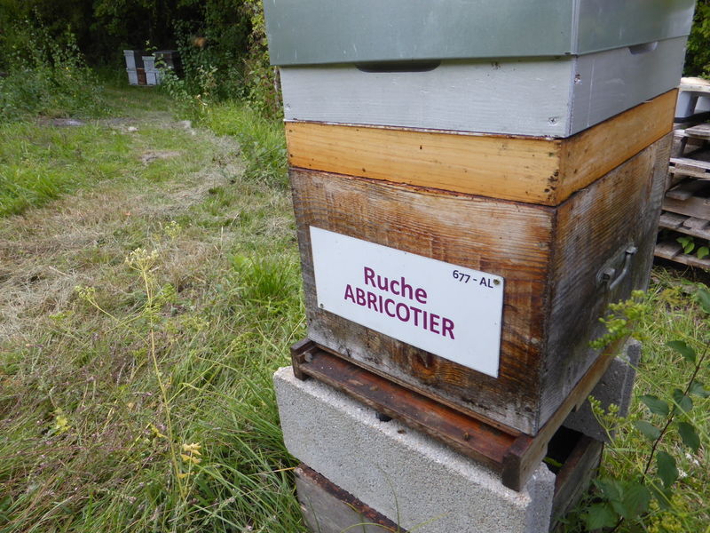 La ruche Abricotier
