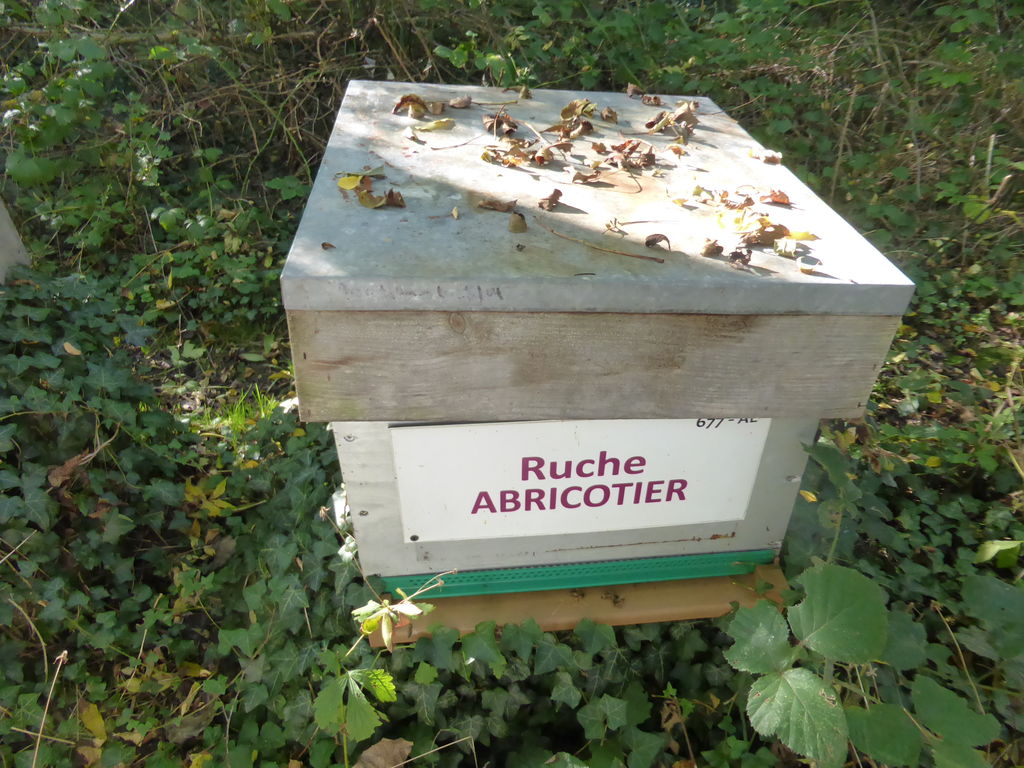 La ruche Abricotier