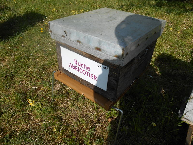 La ruche Abricotier