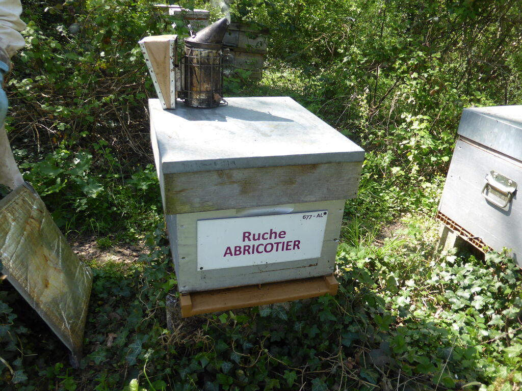 La ruche Abricotier
