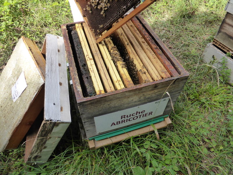La ruche Abricotier