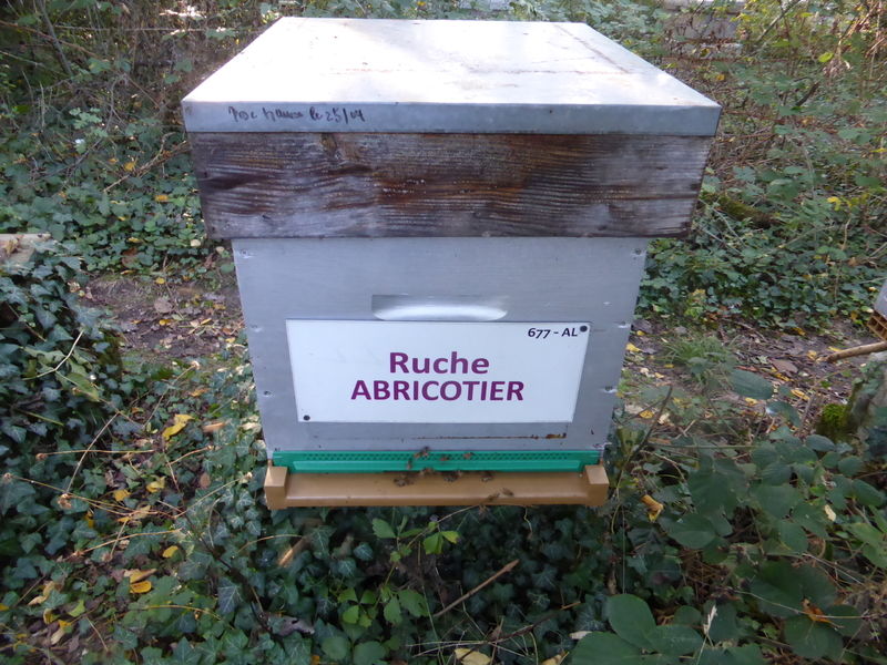 La ruche Abricotier