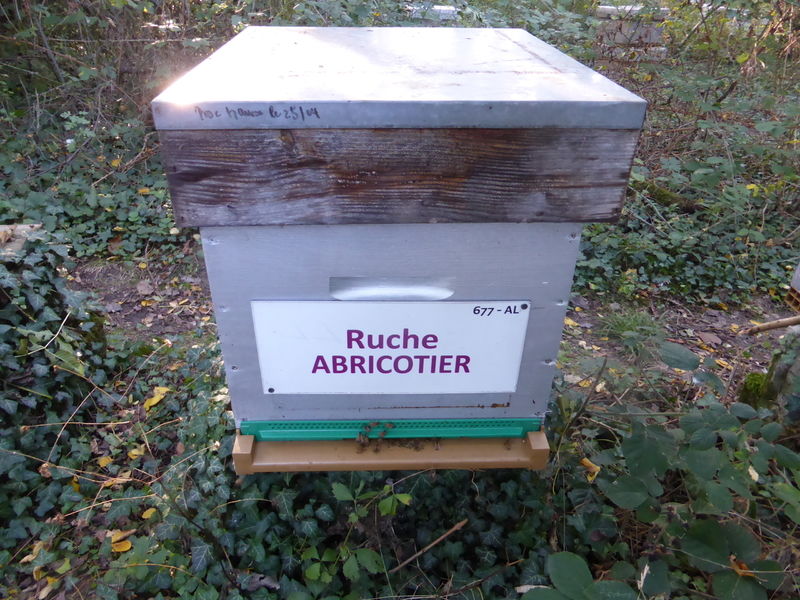 La ruche Abricotier